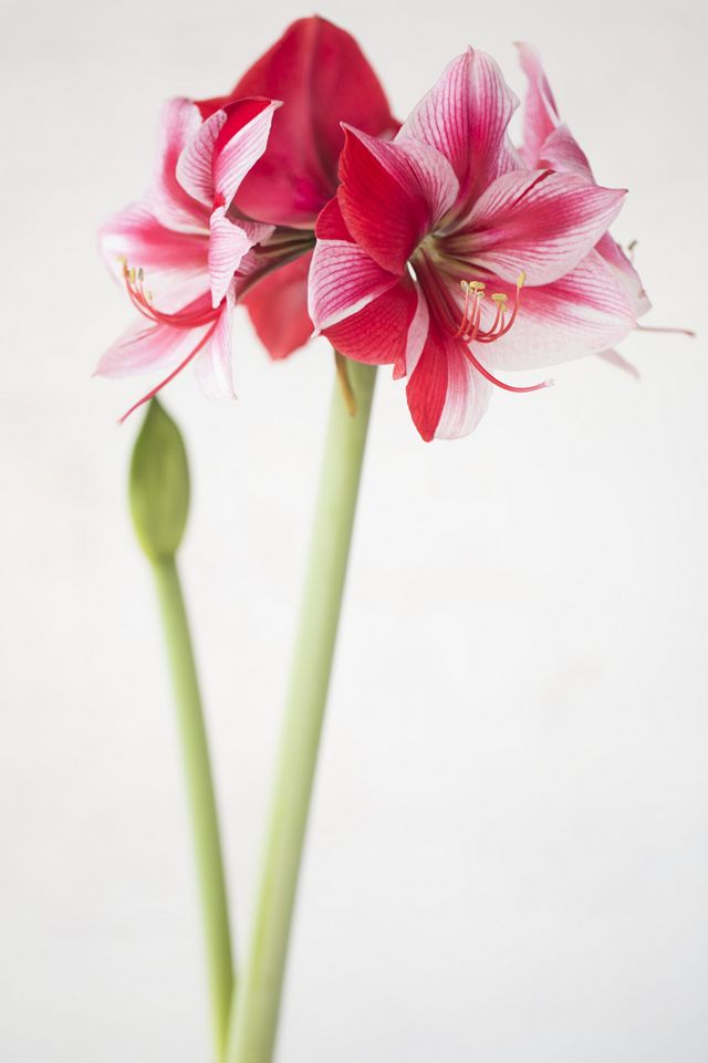 Amaryllis ‘Gervase’ Bulb #1