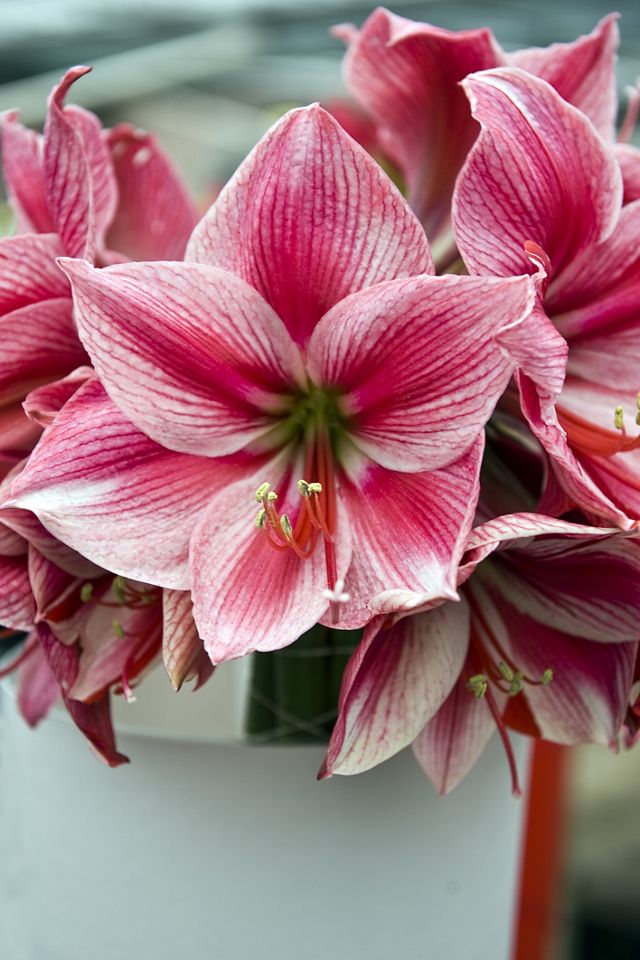 Amaryllis ‘Gervase’ Bulb