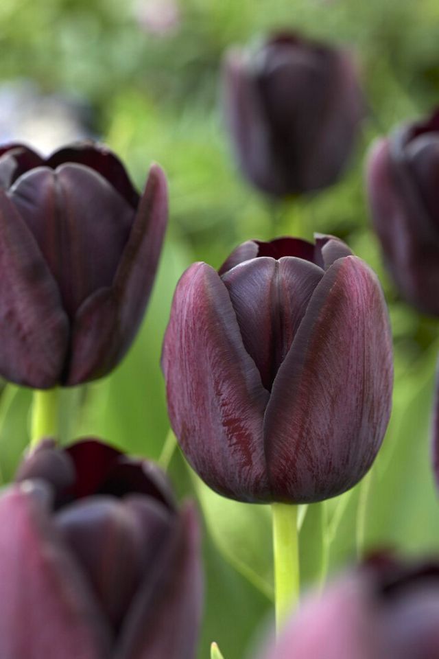 Tulip ‘Queen of the Night’ Jumbo Bulbs