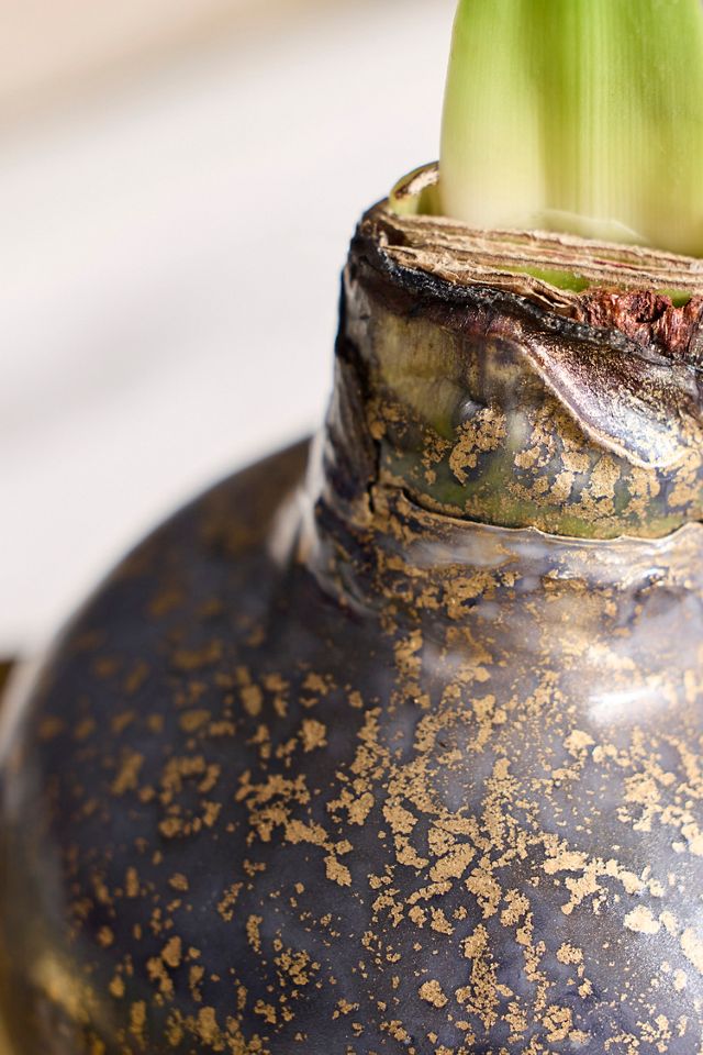 Waxed Amaryllis Bulb #1