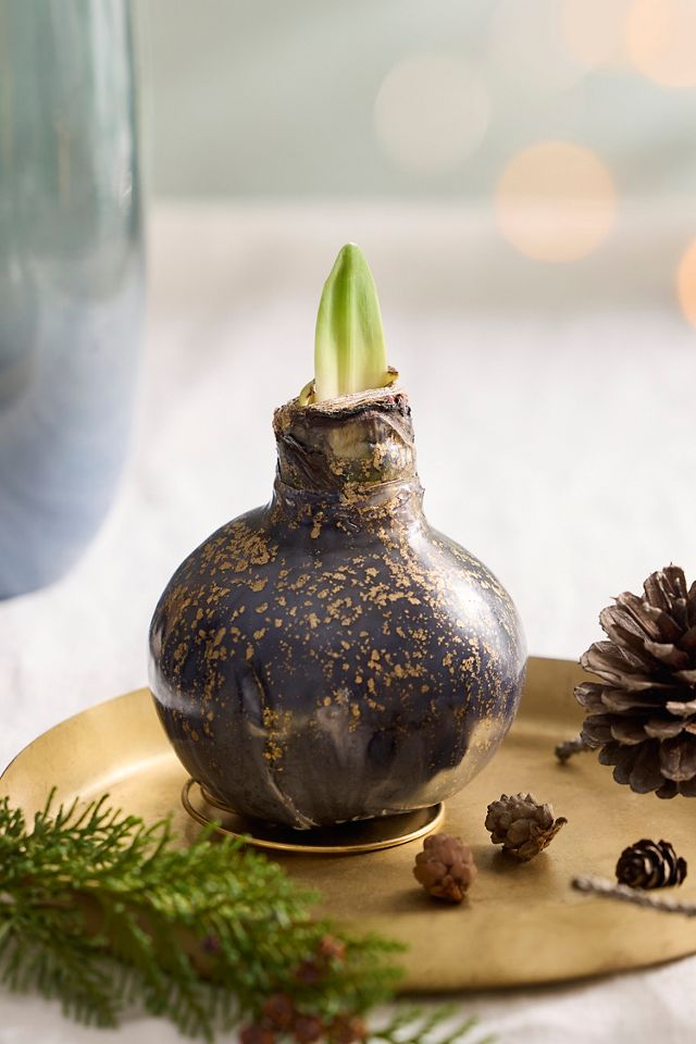Waxed Amaryllis Bulb #2