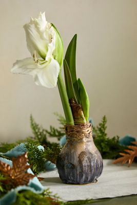 Waxed Amaryllis Bulb