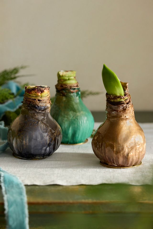 Waxed Amaryllis Bulb #5