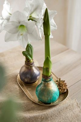 Waxed Amaryllis Bulb