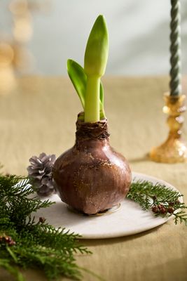 Waxed Amaryllis Bulb