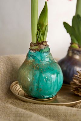 Waxed Amaryllis Bulb