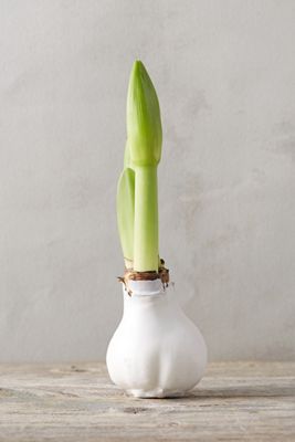 Waxed Amaryllis Bulb