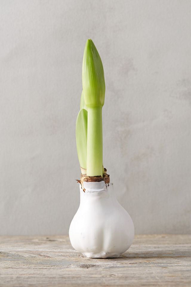 Waxed Amaryllis Bulb #1