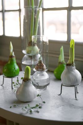 Waxed Amaryllis Bulb