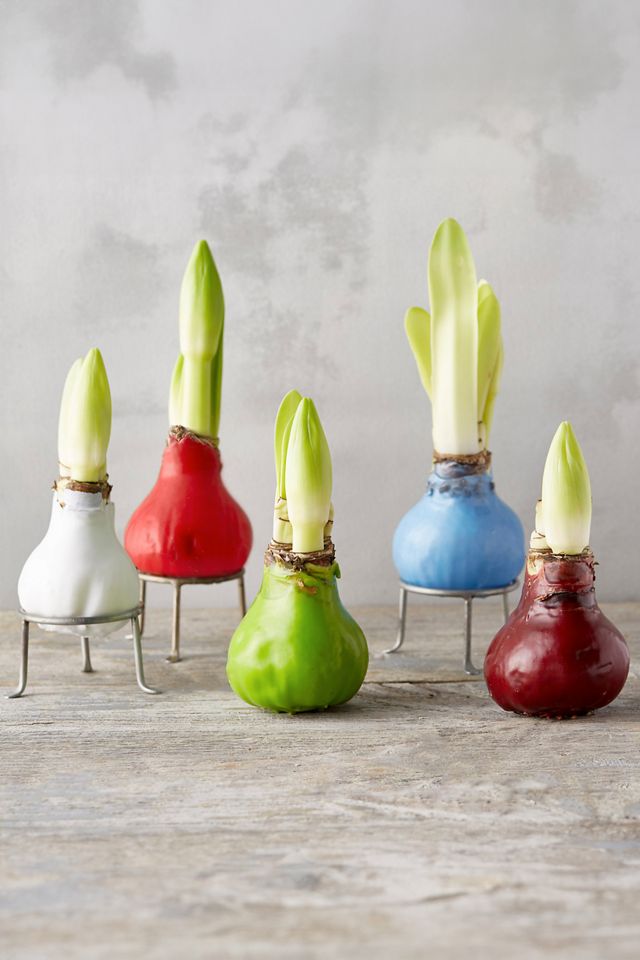 Waxed Amaryllis Bulb #3