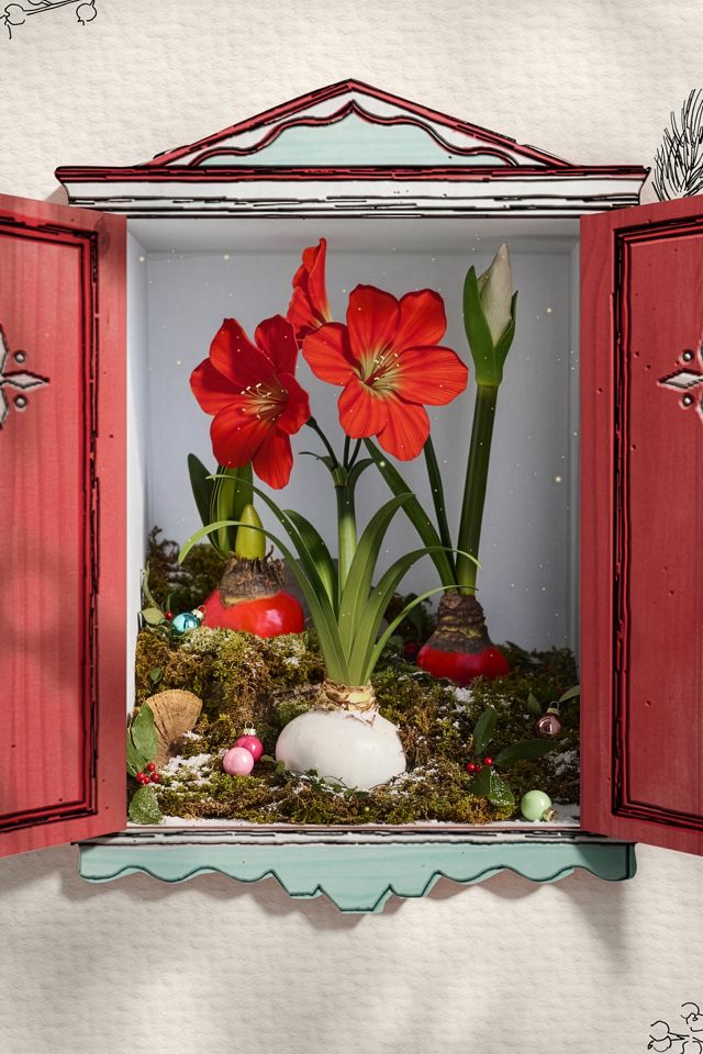 Waxed Amaryllis Bulb #3