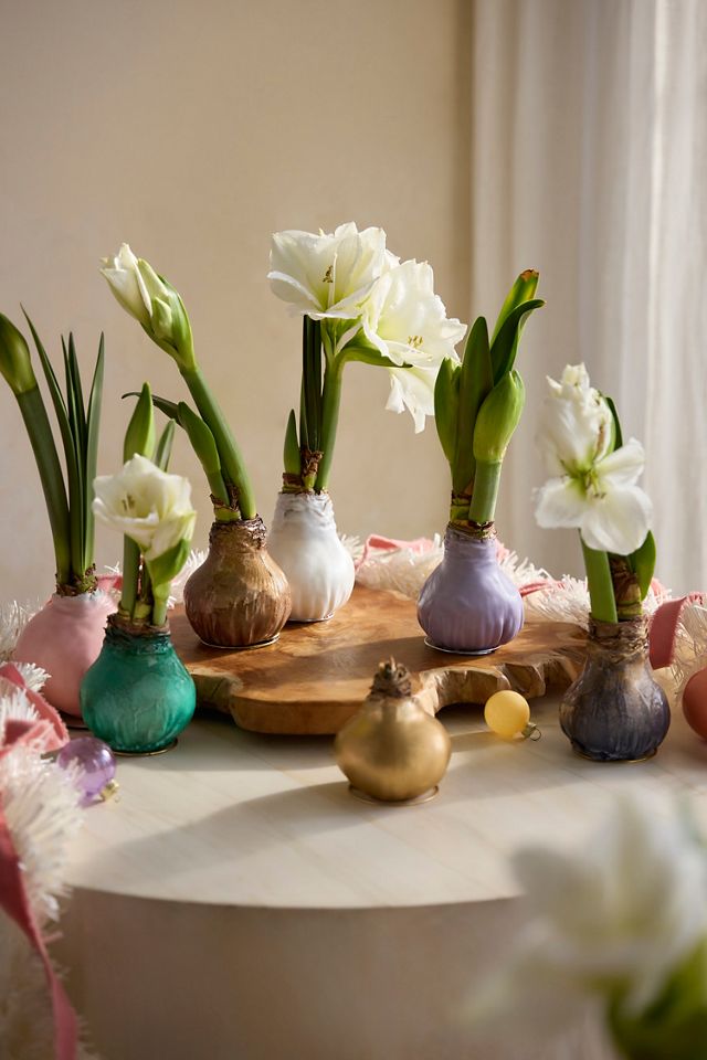 Waxed Amaryllis Bulb #6