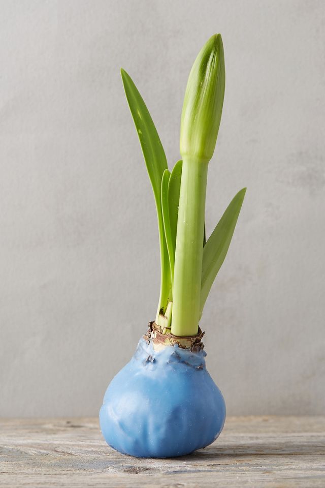Waxed Amaryllis Bulb