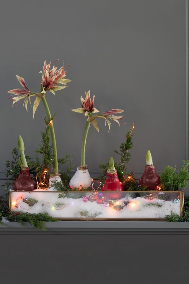 Waxed Amaryllis Bulb #1