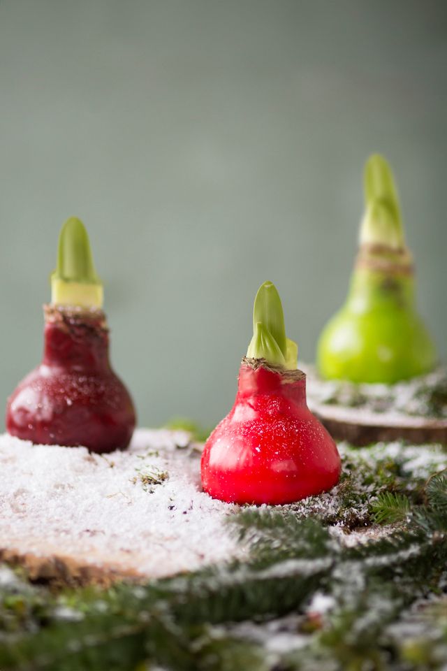 Waxed Amaryllis Bulb #2