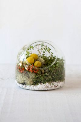 Observatory Terrarium