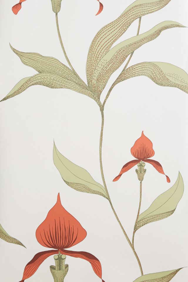 Climbing Orchid Wallpaper #4