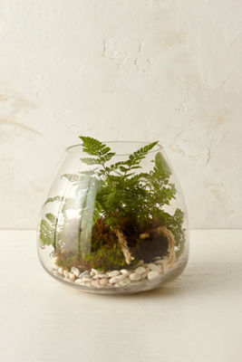 Polished Drop Terrarium - Thumbnail 4
