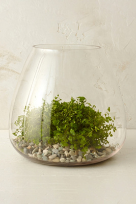 Polished Drop Terrarium - Thumbnail 5