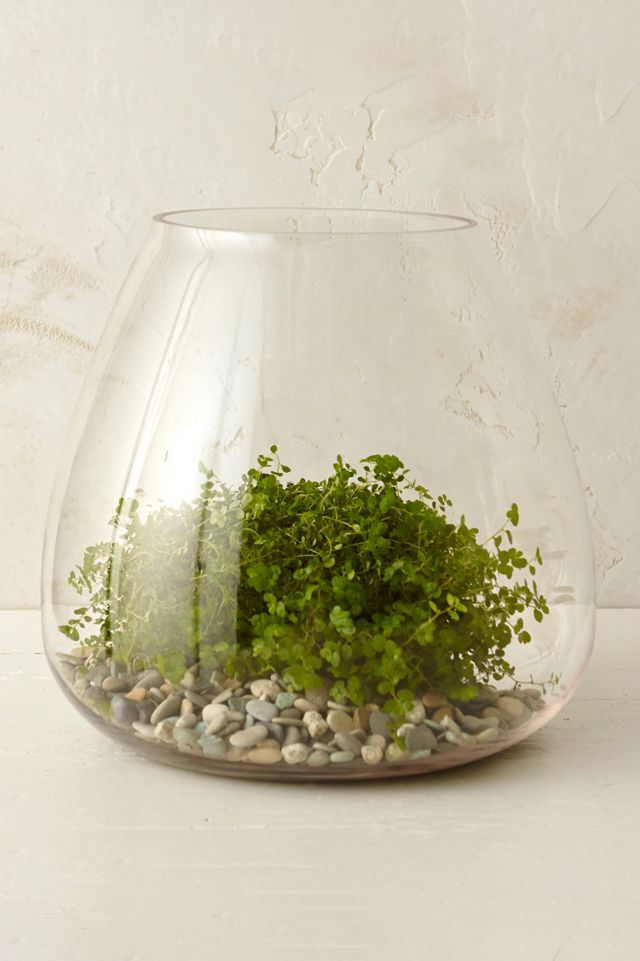 Polished Drop Terrarium #2