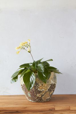 Barnacle Round Shoulder Pot