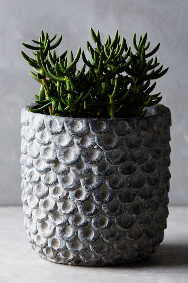 Scalloped Cement Pot #2
