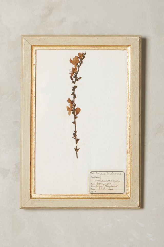 Pressed Herb Wall Art #4