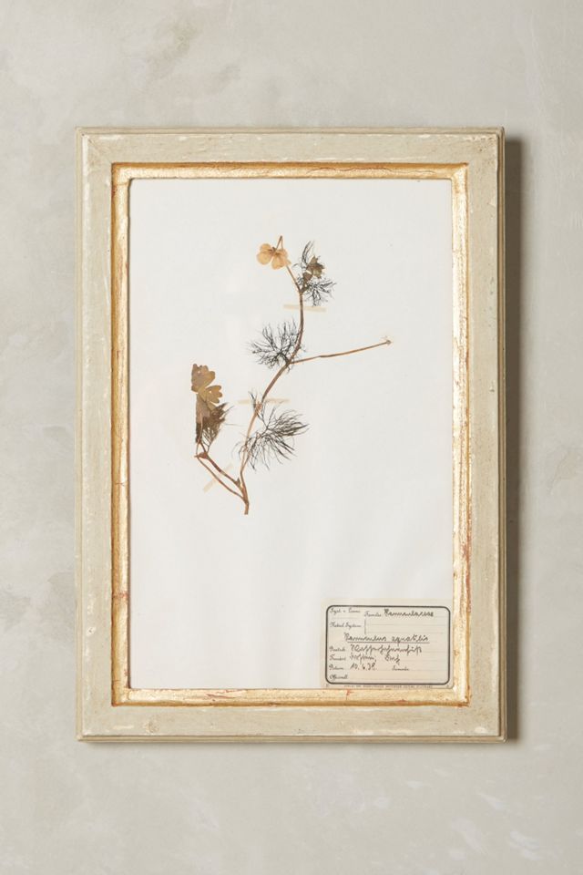 Pressed Herb Wall Art #5