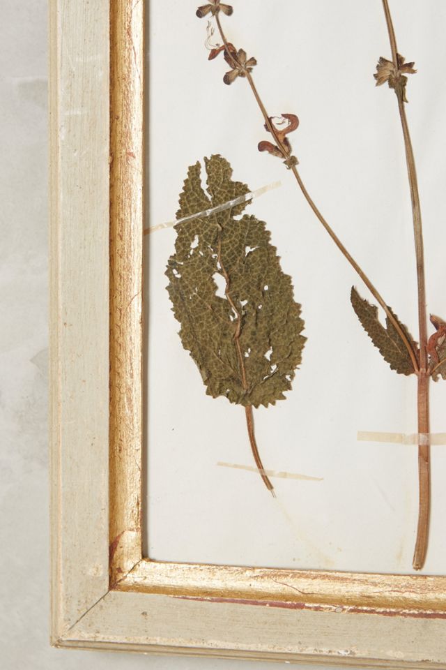 Pressed Herb Wall Art #7