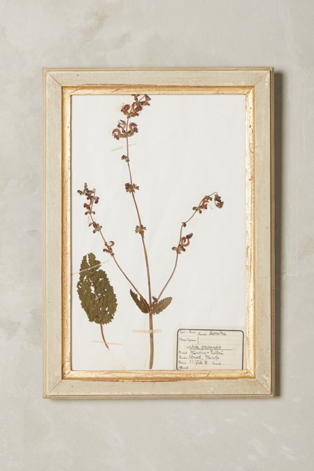 Pressed Herb Wall Art