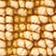 Maize