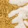 Maize