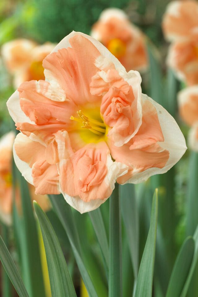Narcissus ‘Apricot Whirl’ Bulbs