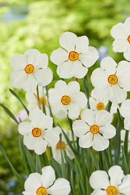 Double Poet’s Daffodil Bulbs