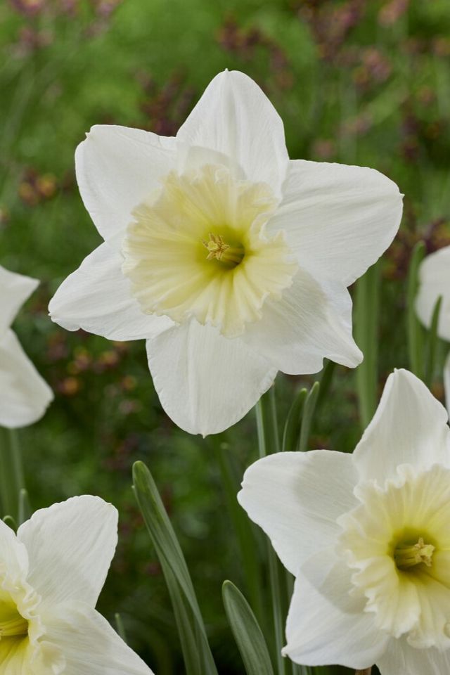 Narcissus ‘Ice Follies’ Bulbs