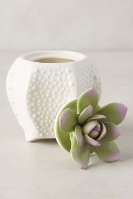 Succulent Candle