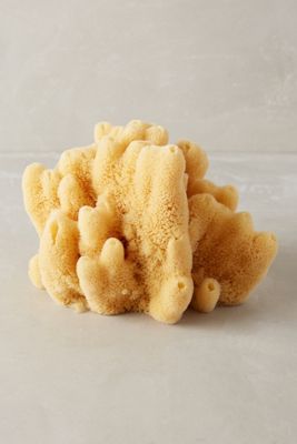 Natural Sea Sponge