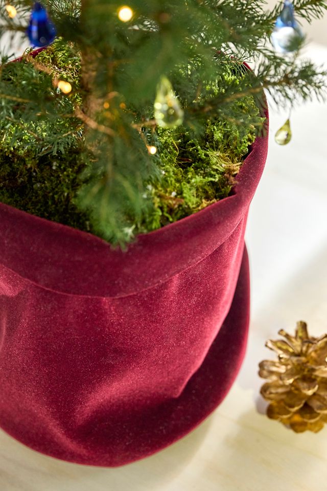 Little Living Tree #4