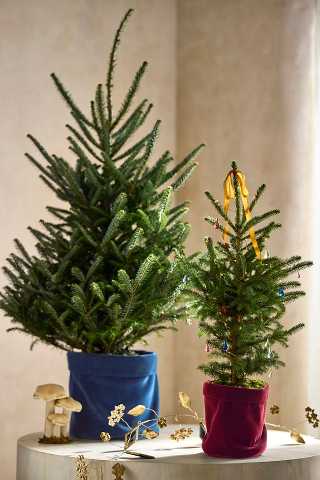 Little Living Tree #6