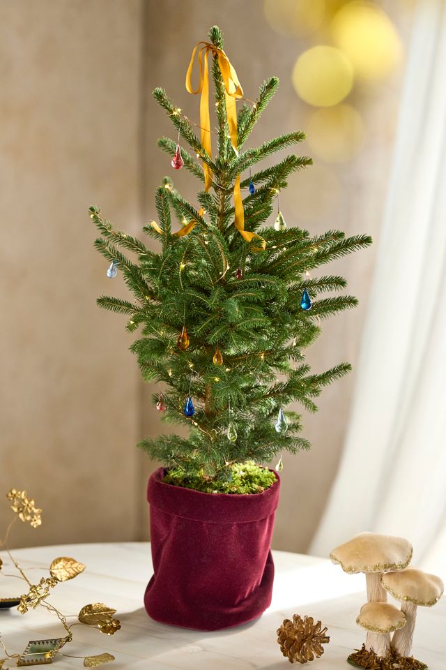 Little Living Tree #1