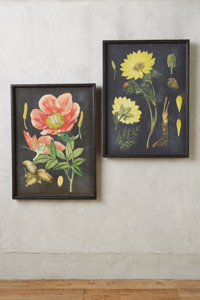 Botanical Specimen Print #1