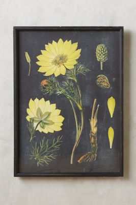 Botanical Specimen Print
