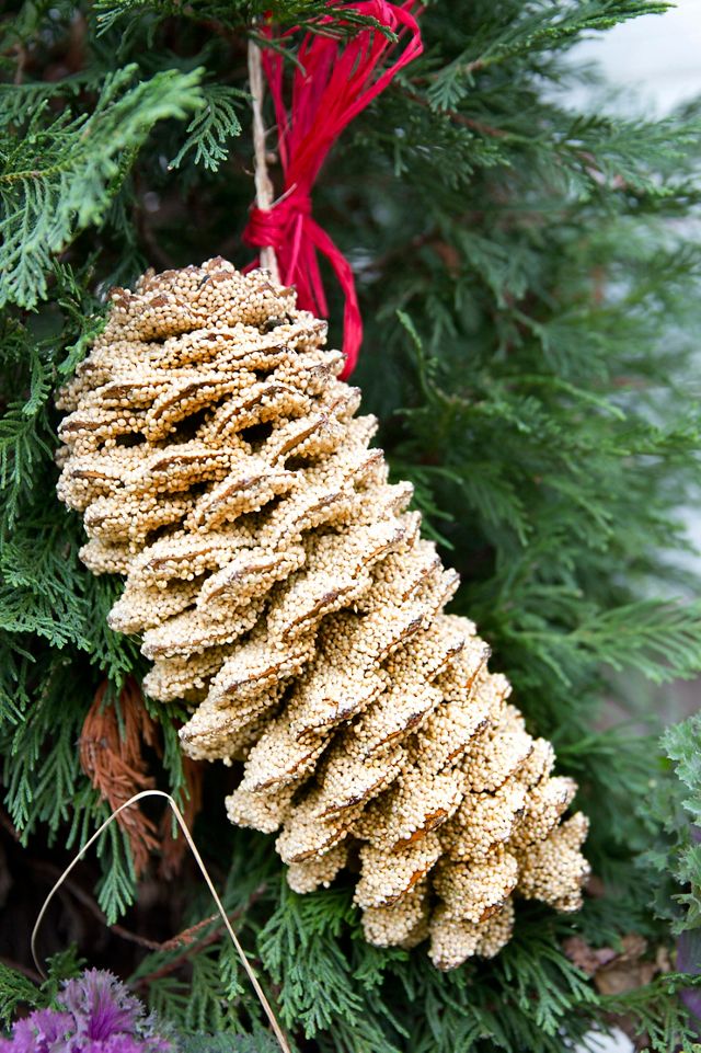 Giant Seeded Sugar Pine Cone #2