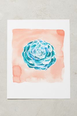 Succulent Spectrum Print