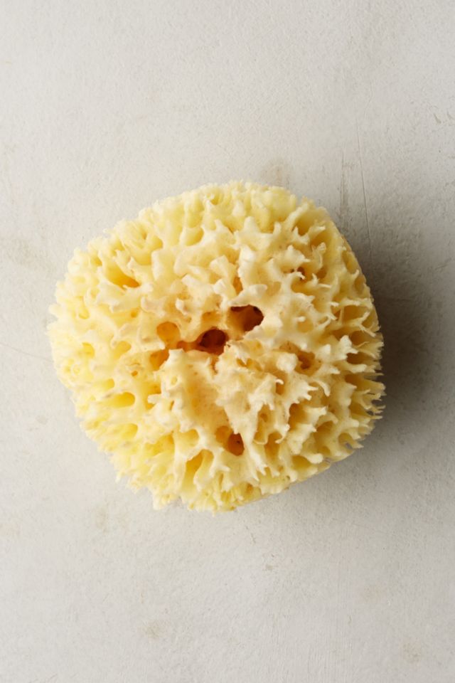 Accessories: Natural Sponges from Anthropologie - Remodelista