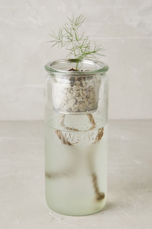 Modern Sprout Hydroponic Eco Planter Seed Kit #2
