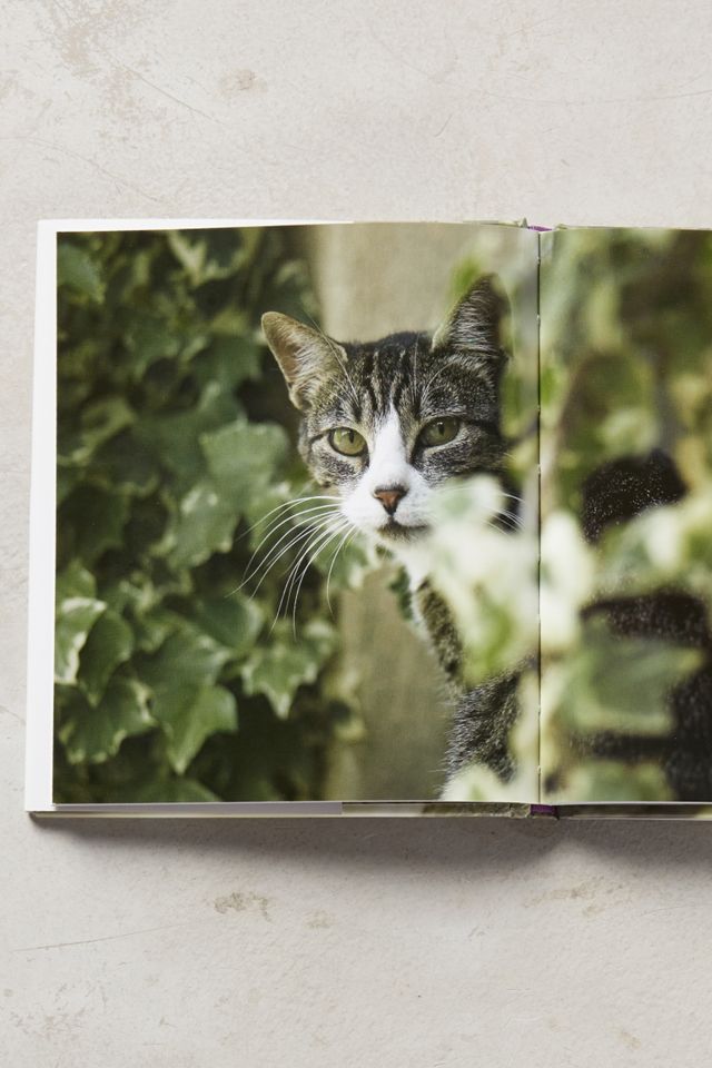 The French Cat #2