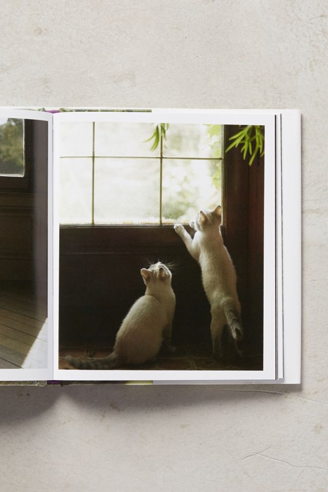 The French Cat #3