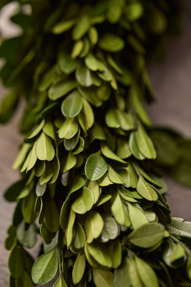 Preserved Boxwood Garland #1