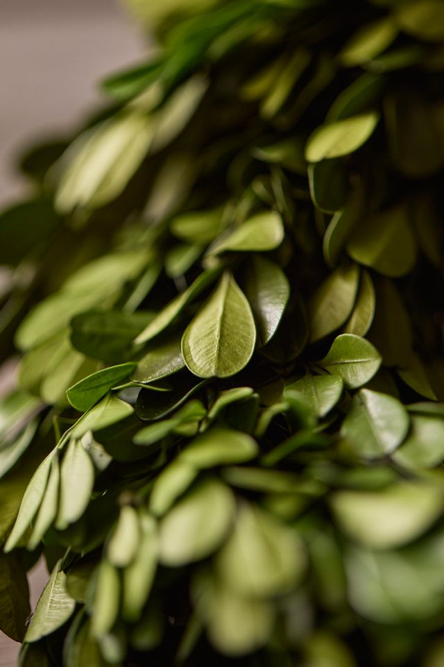 Preserved Boxwood Garland #2